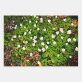 Holzanemon, hübsche FrühlingsBlume Geschenkpapier Set (Vorderseite)