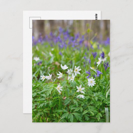 Holzanemon, Postkarte (Vorne/Hinten)