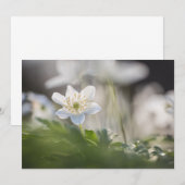 Holzanemone Nature Foto-Karte (Vorne/Hinten)