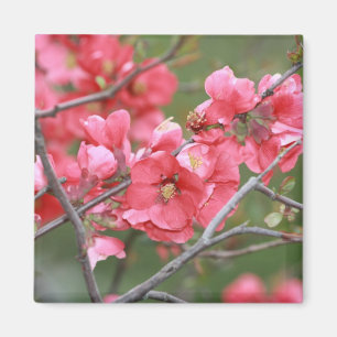 Holzapfel-Blüten Magnet