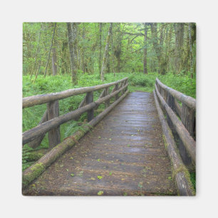 Holzbrücke am Maple Glade trail, Farne und Magnet