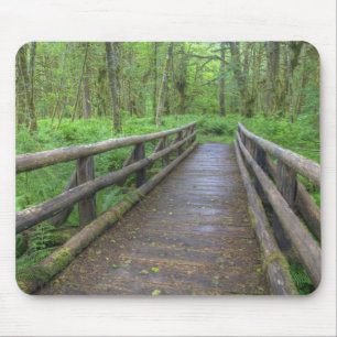 Holzbrücke am Maple Glade trail, Farne und Mousepad