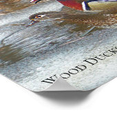 Holzducken auf dem Muskegon Poster (Ecke)