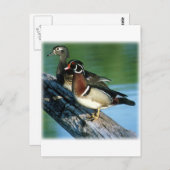 Holzducks Postkarte (Vorne/Hinten)