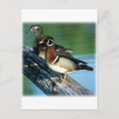 Holzducks Postkarte (Vorderseite)