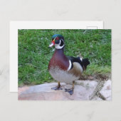 Holzente #4 Postkarte (Vorne/Hinten)