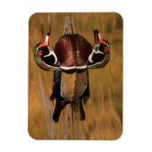 Holzente am Goldenen See Magnet (Vertikal)