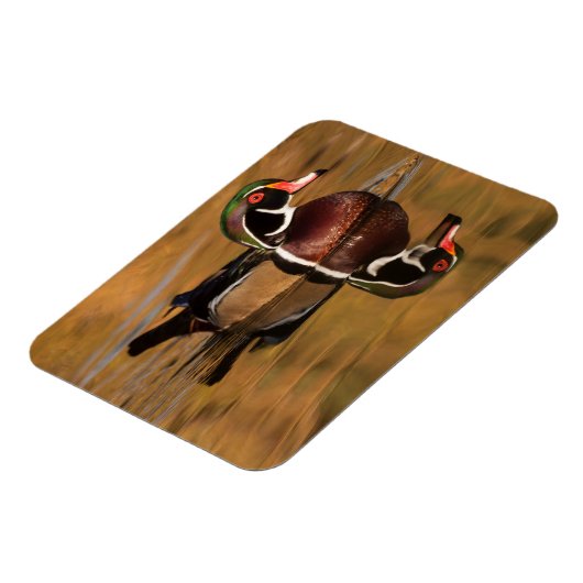 Holzente am Goldenen See Magnet (Linke Seite)