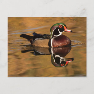 Holzente am Goldenen See Postkarte