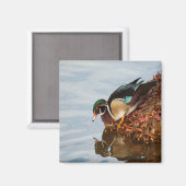 Holzente am Ufer Magnet (Vorderseite/Rückseite)