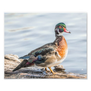 Holzente auf einer Holzfotografie drucken Fotodruck