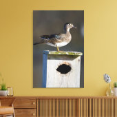Holzente auf Nestkiste in Feuchtgebieten Leinwanddruck (Insitu (Wohnzimmer))