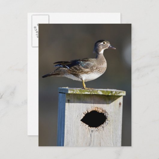 Holzente auf Nestkiste in Feuchtgebieten Postkarte (Vorne/Hinten)