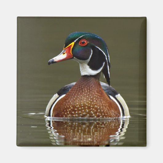 Holzente auf Wasser Magnet (Vorne)