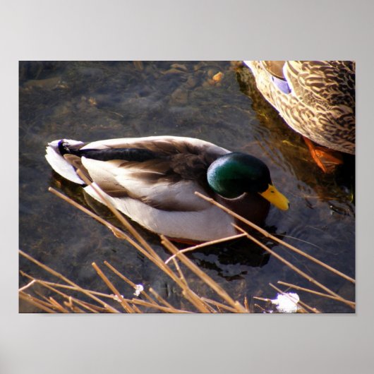 Holzente Canvas Print Poster (Vorne)