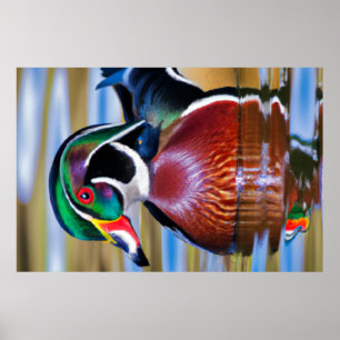 Holzente Großposter, Entenjagd Poster
