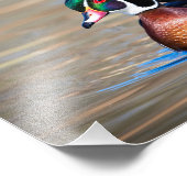 Holzente in einem Teich Fotodruck (Ecke)