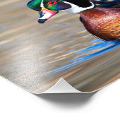 Holzente in einem Teich Fotodruck (Ecke)
