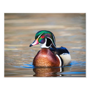 Holzente in einem Teich Fotodruck