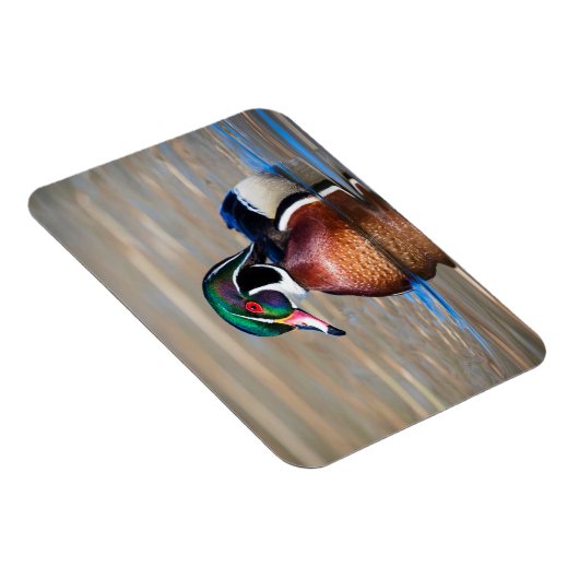 Holzente in einem Teich Magnet (Rechte Seite)