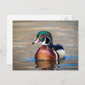 Holzente in einem Teich Postkarte (Vorne/Hinten)