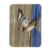 Holzente klopft ihre Flügel Magnet (Vertikal)