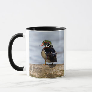 Holzente Männchen auf Baumstamm im Feuchtgebiet Tasse