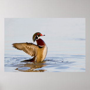 Holzente Männchen schlägt mit den Flügeln im Feuch Poster