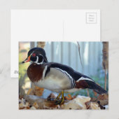 Holzente (Mississippi) Postkarte (Vorne/Hinten)