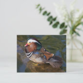 Holzente mit Knöchelhalterung Postkarte (Stehend Vorderseite)