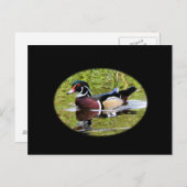 Holzente Postcard Postkarte (Vorne/Hinten)