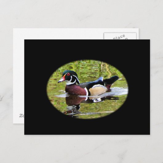 Holzente Postcard Postkarte (Vorne/Hinten)