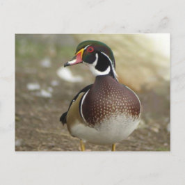 Holzente Postcard Postkarte