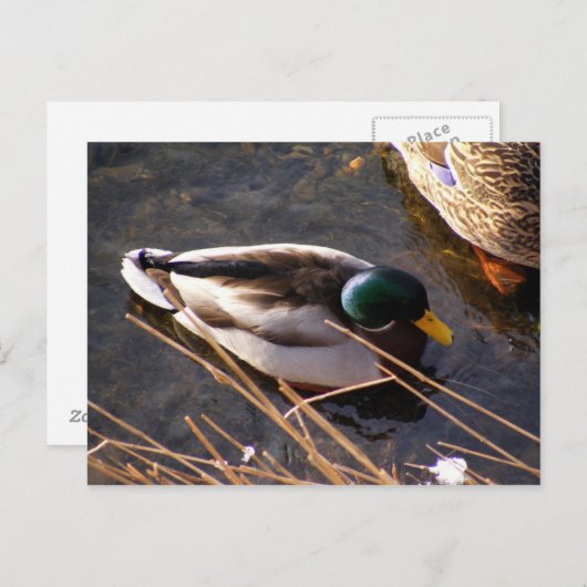 Holzente Postcard Postkarte (Vorne/Hinten)