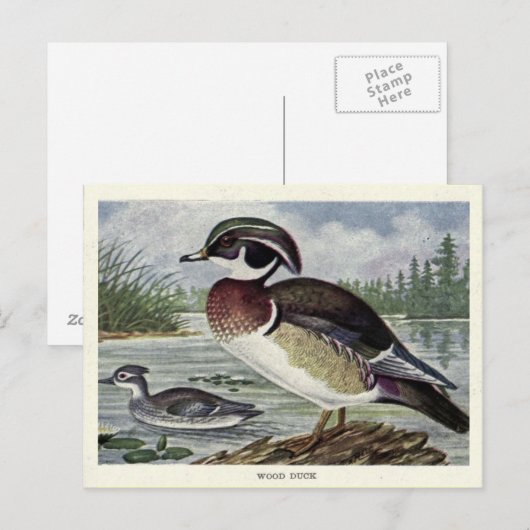Holzente Postkarte (Vorne/Hinten)