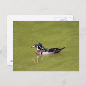 Holzente Postkarte (Vorne/Hinten)