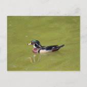 Holzente Postkarte (Vorderseite)