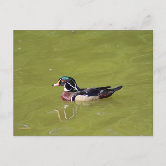 Holzente Postkarte (Vorderseite)