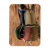 Holzente schwimmen im Wasser Magnet (Vertikal)