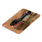 Holzente schwimmen im Wasser Magnet (Linke Seite)