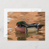 Holzente schwimmen im Wasser Postkarte (Vorne/Hinten)