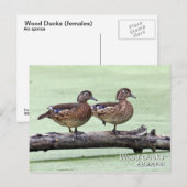 Holzente (weiblich) Postkarte (Vorne/Hinten)