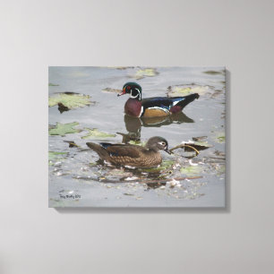 Holzenten in einem Teich Leinwanddruck