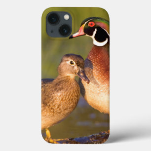Holzenten und Weibchen auf einem Baumstamm im Feuc iPhone 13 Hülle