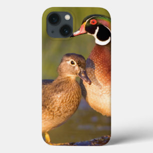 Holzenten und Weibchen auf einem Baumstamm im Feuc iPhone 13 Hülle