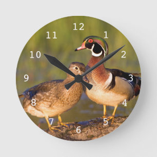 Holzenten und Weibchen auf einem Baumstamm im Feuc Runde Wanduhr