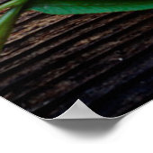 Hölzer mit kleinem Farngras aus Pflanze Poster (Ecke)