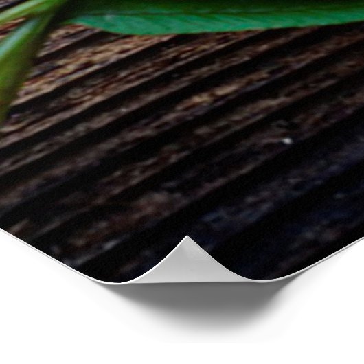 Hölzer mit kleinem Farngras aus Pflanze Poster (Ecke)