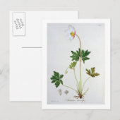 Hölzerne Anemone von "Phytographie Medicale" durch Postkarte (Vorne/Hinten)