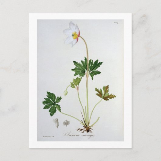 Hölzerne Anemone von "Phytographie Medicale" durch Postkarte (Vorderseite)